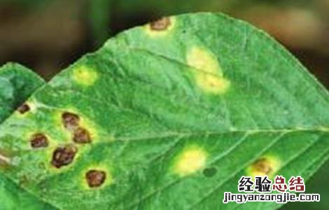 苋菜白锈病防治方法视频 苋菜白锈病防治方法
