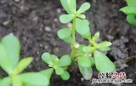马齿苋繁殖方法 马齿苋的繁殖方法