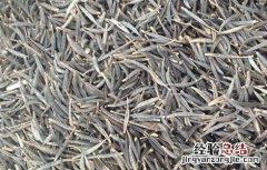 马齿苋繁殖方法 马齿苋的繁殖方法