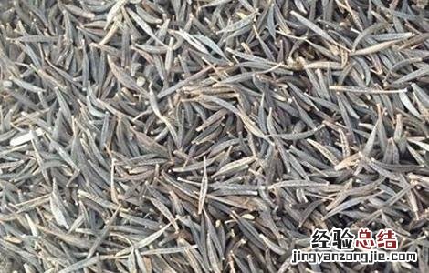 马齿苋繁殖方法 马齿苋的繁殖方法