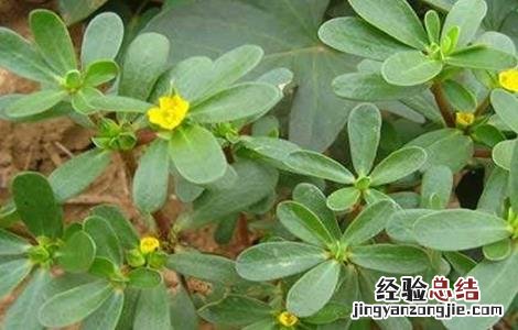马齿苋繁殖方法 马齿苋的繁殖方法