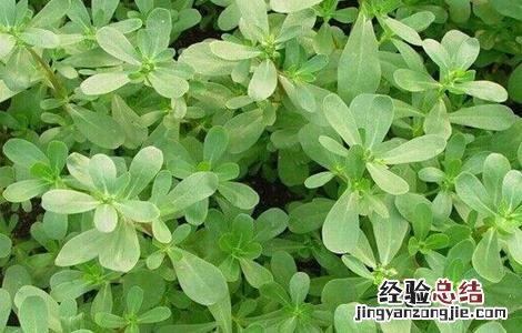 马齿苋繁殖方法 马齿苋的繁殖方法