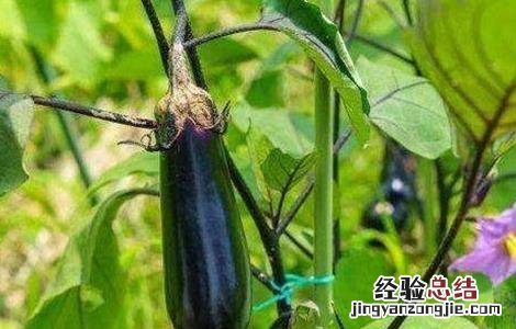 茄子连续开花结果方法 茄子开花到结果多长时间