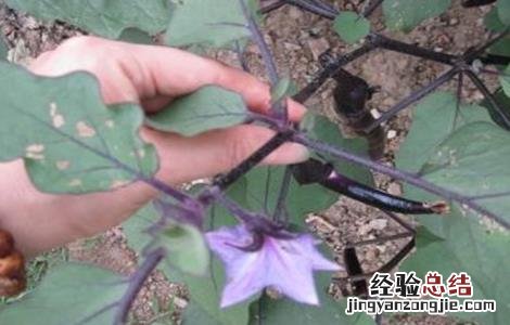 茄子连续开花结果方法 茄子开花到结果多长时间