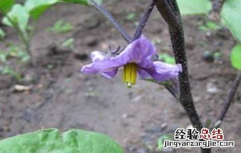 茄子连续开花结果方法 茄子开花到结果多长时间