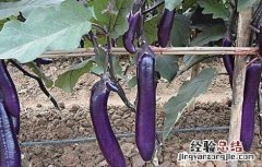茄子夏季施肥注意事项 给茄子施肥的方法及注意事项