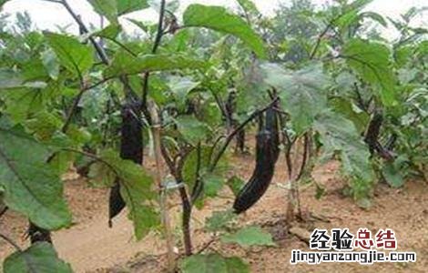 茄子夏季施肥注意事项 给茄子施肥的方法及注意事项