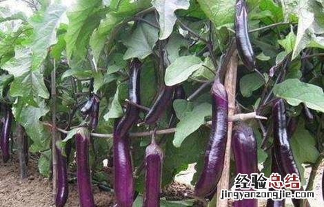 茄子夏季施肥注意事项 给茄子施肥的方法及注意事项