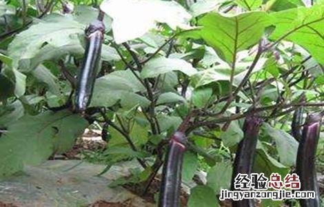 茄子夏季施肥注意事项 给茄子施肥的方法及注意事项