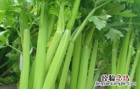 夏季芹菜种植注意事项 夏天种芹菜注意什么