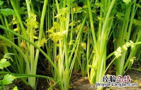 夏季芹菜种植注意事项 夏天种芹菜注意什么