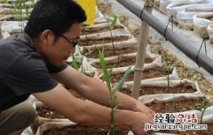 适合无土栽培的蔬菜 适合无土栽培的蔬菜种子