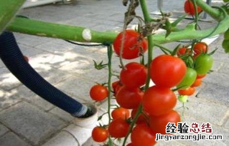 适合无土栽培的蔬菜 适合无土栽培的蔬菜种子