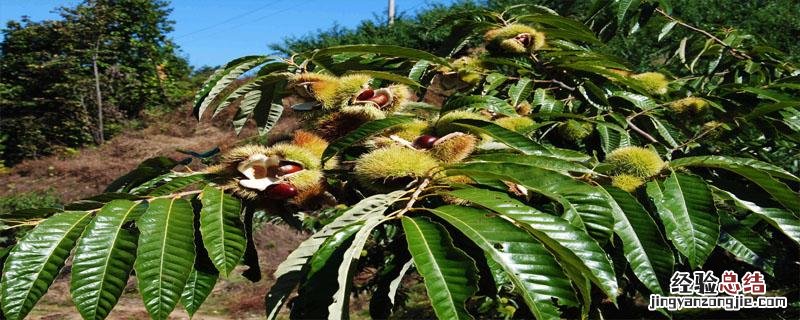 什么时候摘板栗季节 板栗几月份可以采摘