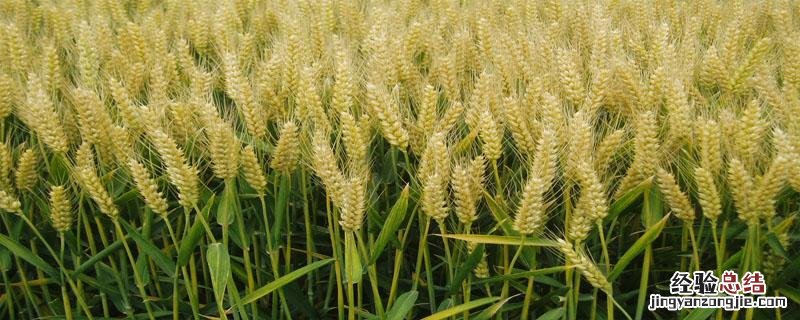 邯农1412小麦特性 邯麦15小麦品种
