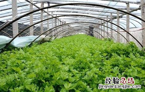 大棚芹菜栽培技术 芹菜大棚种植管理