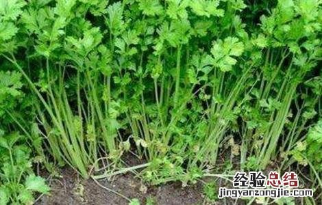 大棚芹菜栽培技术 芹菜大棚种植管理