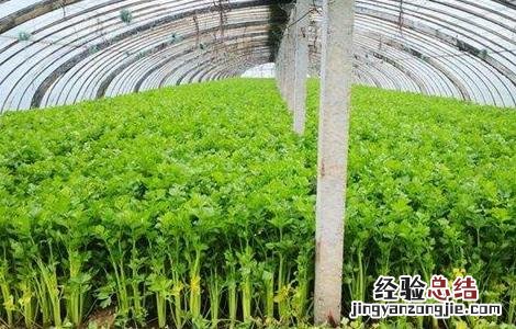 大棚芹菜栽培技术 芹菜大棚种植管理