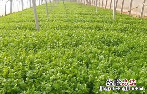 大棚芹菜栽培技术 芹菜大棚种植管理