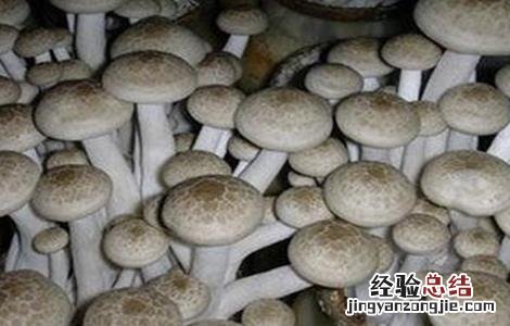 蟹味菇人工栽培技术 蟹味菇人工栽培技术