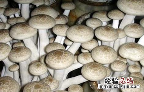 蟹味菇人工栽培技术 蟹味菇人工栽培技术