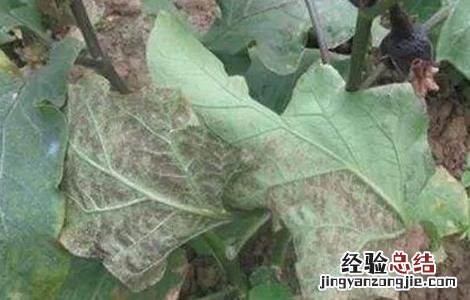 茄子早衰原因及解决方法视频 茄子早衰原因及解决方法