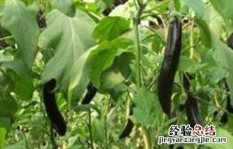 茄子早衰原因及解决方法视频 茄子早衰原因及解决方法