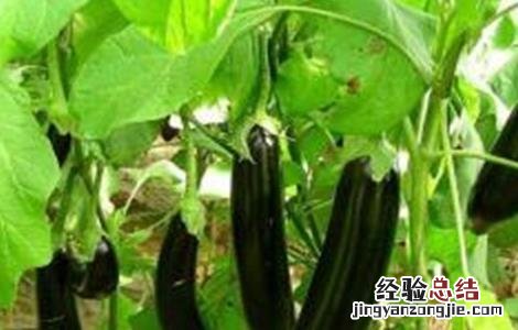 茄子早衰原因及解决方法视频 茄子早衰原因及解决方法