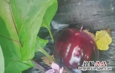 茄子早衰原因及解决方法视频 茄子早衰原因及解决方法
