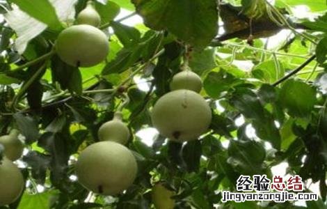 小葫芦的种植方法 小葫芦的种植方法和时间