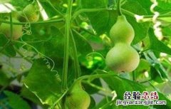 小葫芦的种植方法 小葫芦的种植方法和时间