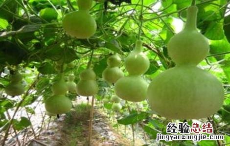 小葫芦的种植方法 小葫芦的种植方法和时间