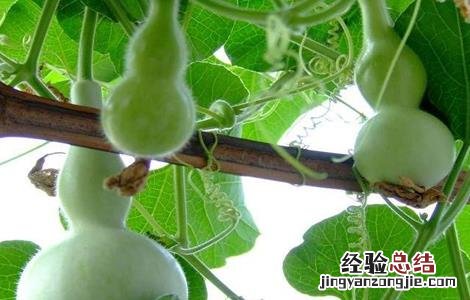 小葫芦的种植方法 小葫芦的种植方法和时间