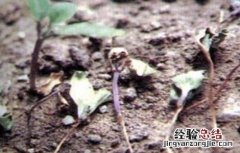 茄子猝倒病如何防治 茄子苗期猝倒防治方法