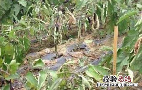 茄子猝倒病如何防治 茄子苗期猝倒防治方法