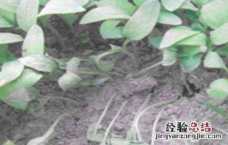 茄子猝倒病如何防治 茄子苗期猝倒防治方法