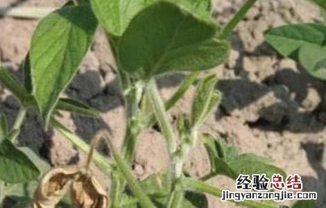 毛豆病虫害图谱和防治 毛豆常见病虫害防治方法