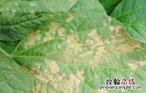 毛豆病虫害图谱和防治 毛豆常见病虫害防治方法