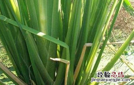 茭白的栽培时间及技术 茭白反季节栽培技术