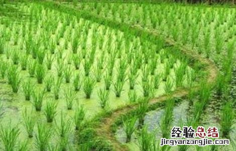 茭白的栽培时间及技术 茭白反季节栽培技术