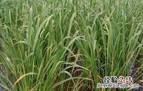 茭白的栽培时间及技术 茭白反季节栽培技术