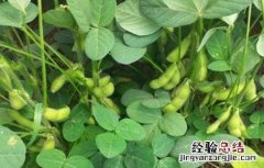 毛豆的田间管理技术与管理 毛豆的田间管理技术