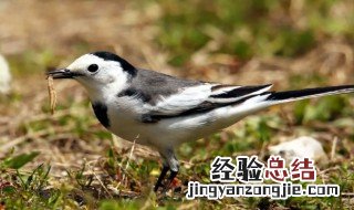 白鹮是保护动物吗 白鹡鸰是保护动物吗