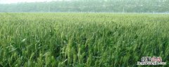 郑麦136产量 郑麦136产量怎么样