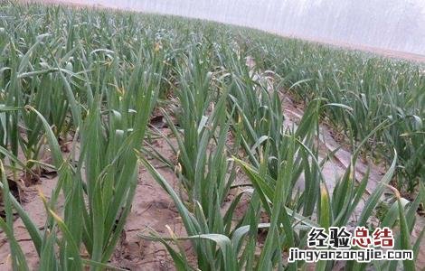 大蒜空心原因及预防措施 怎样防止大蒜空瘪