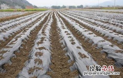 地膜黄瓜育苗技术 地膜黄瓜种植技术和管理