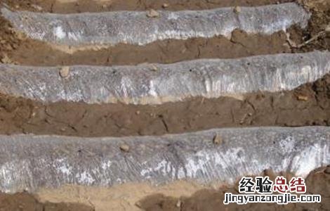 地膜黄瓜育苗技术 地膜黄瓜种植技术和管理