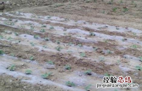 地膜黄瓜育苗技术 地膜黄瓜种植技术和管理