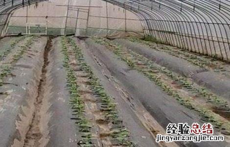 地膜黄瓜育苗技术 地膜黄瓜种植技术和管理