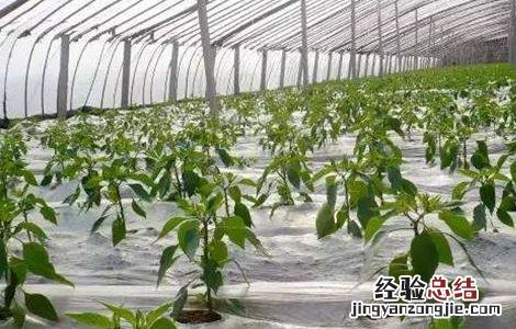 地膜黄瓜育苗技术 地膜黄瓜种植技术和管理